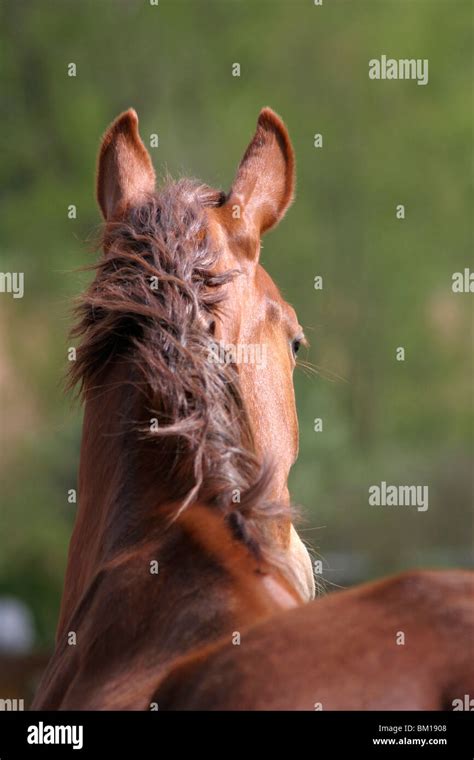 Mahnenkamm Fotos Und Bildmaterial In Hoher Auflösung Alamy