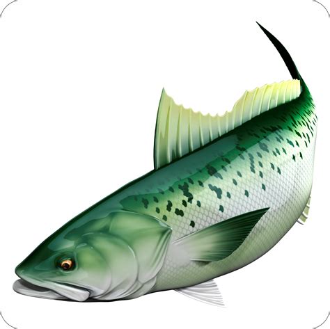 Kahawai – Digital Fish Art