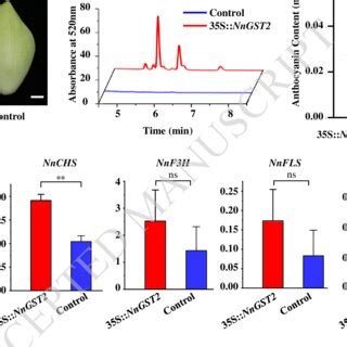 Transient Expression Of NnGST2 Induce Anthocyanin Accumulation In The