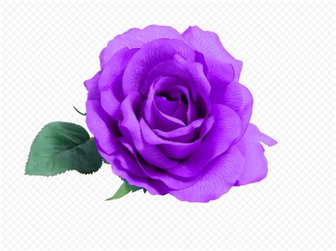 Purple Rose Backgrounds