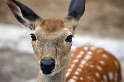 Portrait of fallow deer stock photo. Image of head, beauty - 77189060