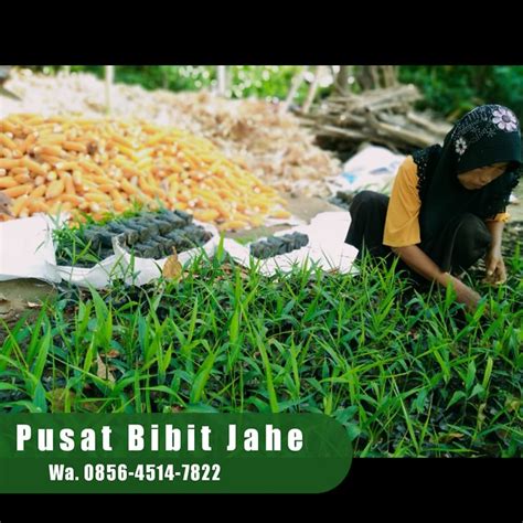 Jual Bibit Jahe Merah Di Bali Flickr