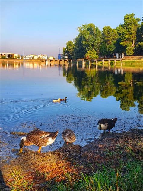 Three Ducks Are Swimming In The Water Near Some Grass And Trees While