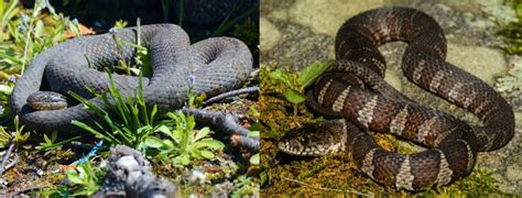 26 Types Of Snakes That Live In Iowa Id Guide Bird Watching Hq