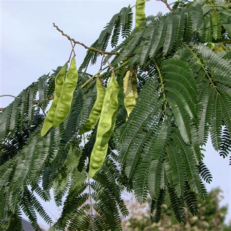 Albizia Julibrissin Ombrella Boubri