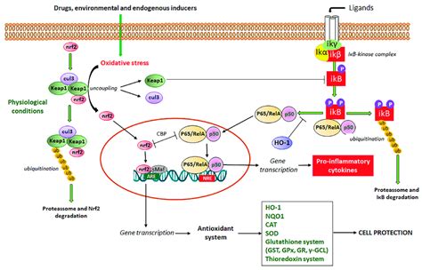 Nrf2 signaling pathway and its interaction with NF κB transcriptional