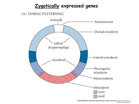 Ppt Drosophila Dorsal Ventral Axis Detemination Powerpoint