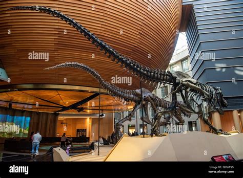 Tyrannosaurus Rex Dinosaur Skeletons Peter And Barbara On Display At