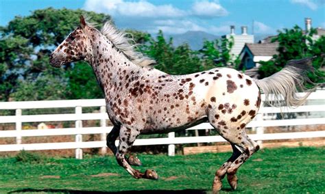 5 Fun Facts About Appaloosas Cowgirl Magazine Leopard Appaloosa