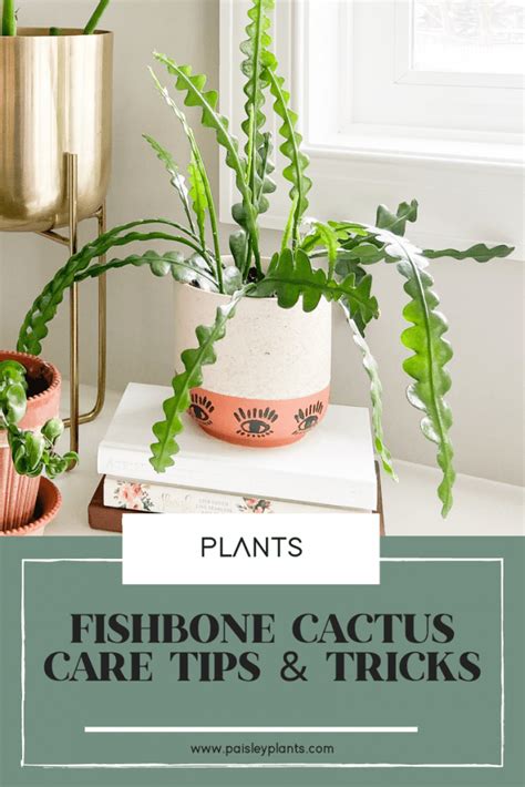 Fishbone Cactus Ric Rac Care Paisley Plants