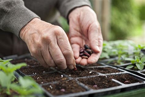 Starting A Vegetable Garden From Seeds Or Seedlings