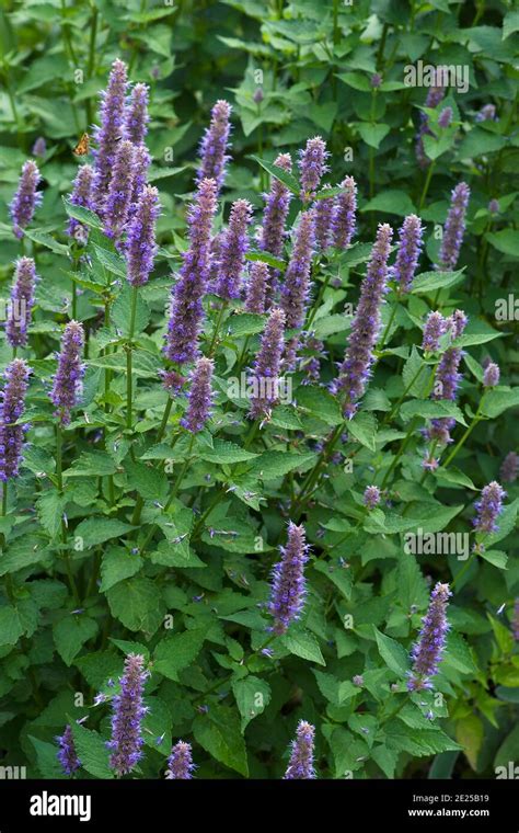 Anise Hyssop Agastache Foeniculum Called Blue Giant Hyssop Fragrant