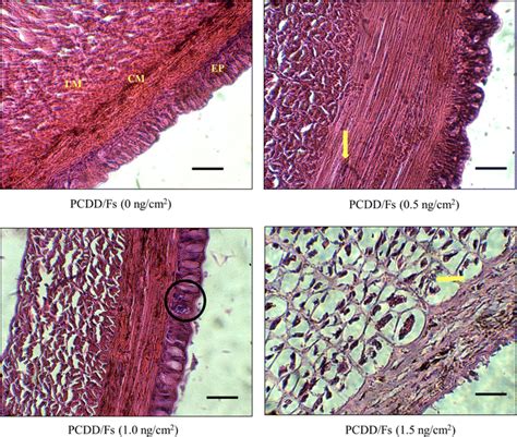 Histological Cross Sections Of The Ventral Body Wall In The Midgut Part