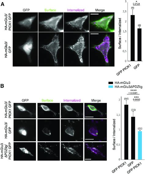 MGlu3 Receptor Internalization Is Regulated By PICK1 A HEK 293 Cells