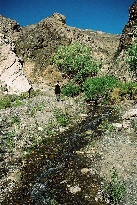 Surprise Canyon • Calwild