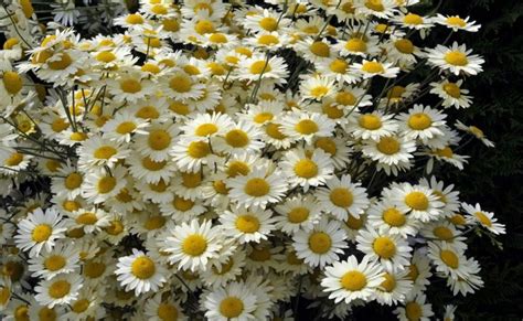 Anthemis Tinctoria Wargrave Centre De Jardin Barbe