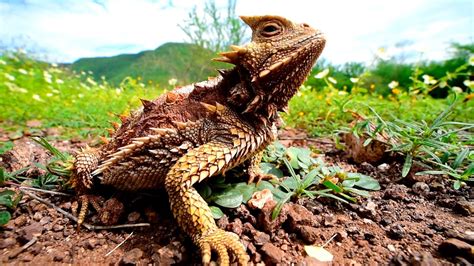 Lagarto Llora Sangre Youtube