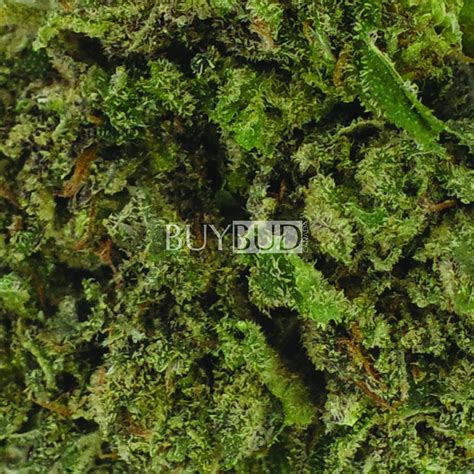 Buy Alaskan Thunder Fuck Cannabis Online Canada Free Shipping Orders