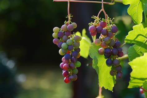 ¿Qué son los polifenoles del vino? · Carlos Serres