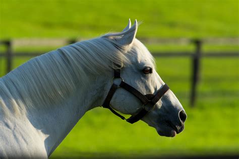 Tapit surpasses $100M progeny earnings milestone