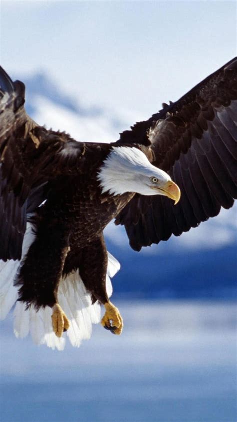 Flying Eagle Live For Android American Eagle Iphone Hd Phone