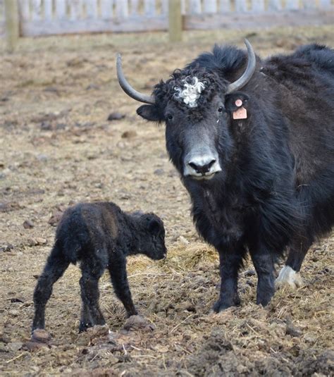 Springridge Ranch Grass-Fed Yak-Cross Beef: An Easter Yak Baby!