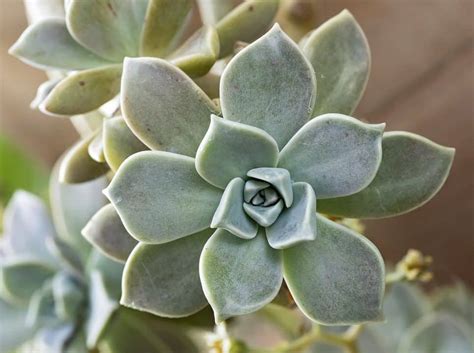 Graptopetalum Paraguayense Ghost Plant Succulent