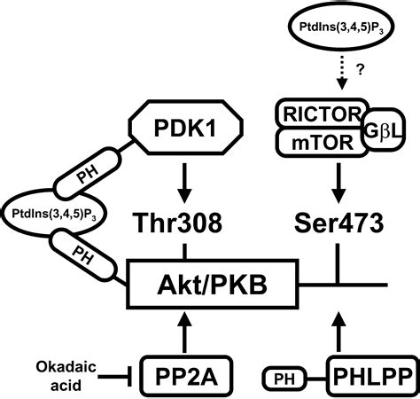 Regulation Of Akt Pkb Ser Phosphorylation Molecular Cell