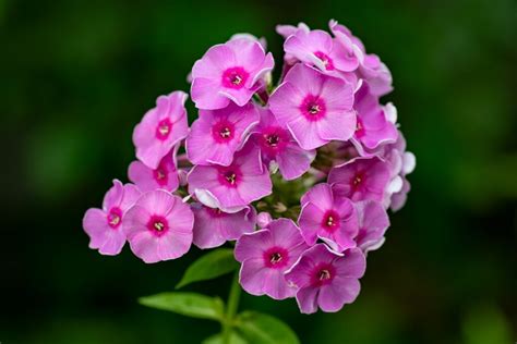 Why Do Hydrangeas Wilt So Fast Understanding The Causes