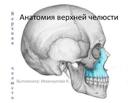 Анатомия верхней челюсти - презентация онлайн
