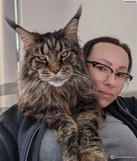 Мейн-Кун / Maine Coon - «Сложный характер, но красавец» | отзывы