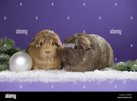 Guinea Pigs Stock Photo Alamy