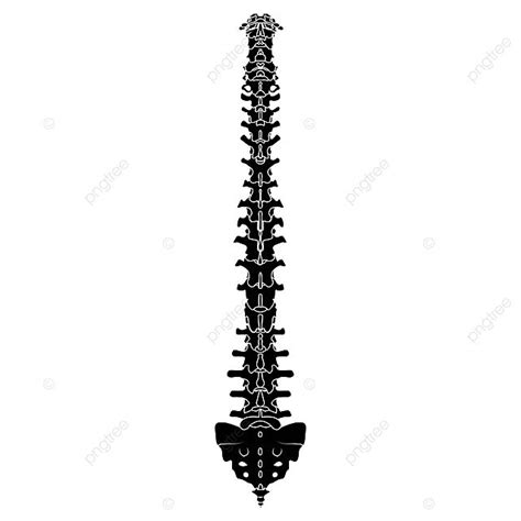 Spine Silhouette Vector