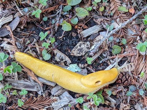 Biggest slug I've ever seen in my life : r/UCSC