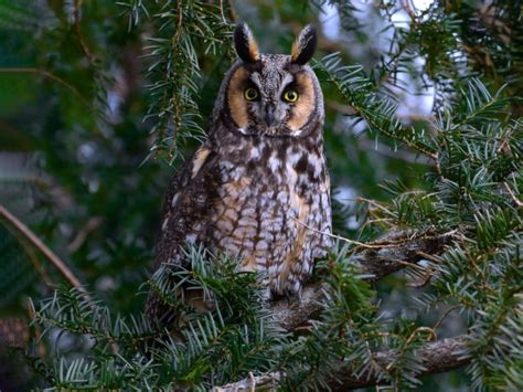 Виды сов в России: 🦉 с фотографиями, названиями и описанием