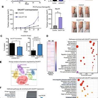 Galnt Promotes Prostate Tumour Growth And Correlates With Cell Cycle