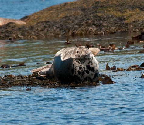 Common Seal | British Wildlife Wiki | FANDOM powered by Wikia