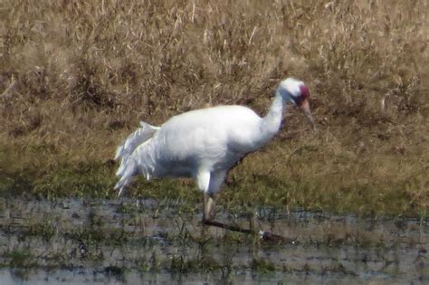 Florida Suncoast Birding Road Trip Whooping Cranes