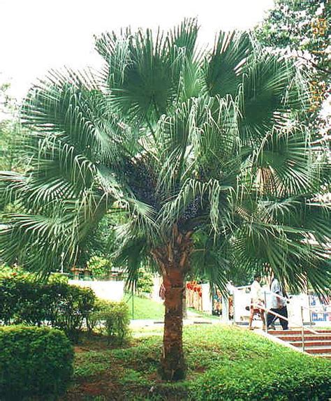 File Chinese Fan Palmpedia Palm Grower S Guide