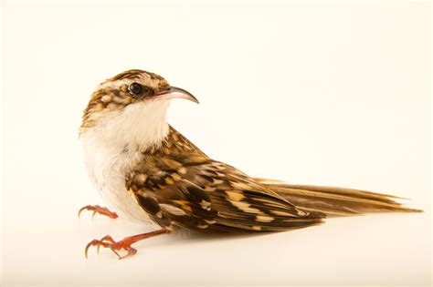 Short Toed Treecreeper Certhia Brachydactyla Brachydactyla Joel Sartore
