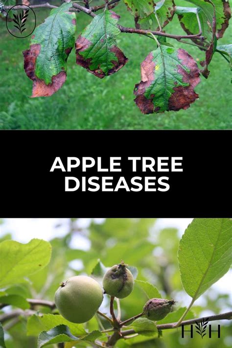 Apple Tree Leaves With The Words Apple Tree Diseases