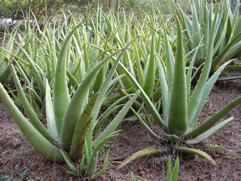 File Aloe Barbadensis