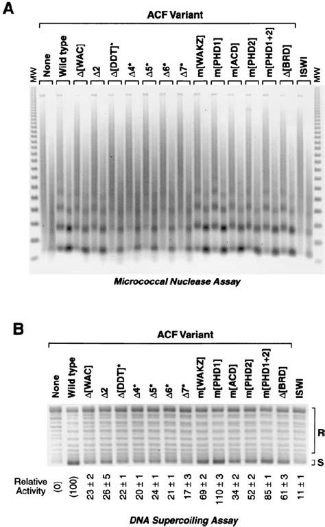 Chromatin Assembly Activity Of Mutant Acf Complexes A Micrococcal