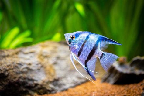 Different Types Freshwater Angelfish » Petsoid