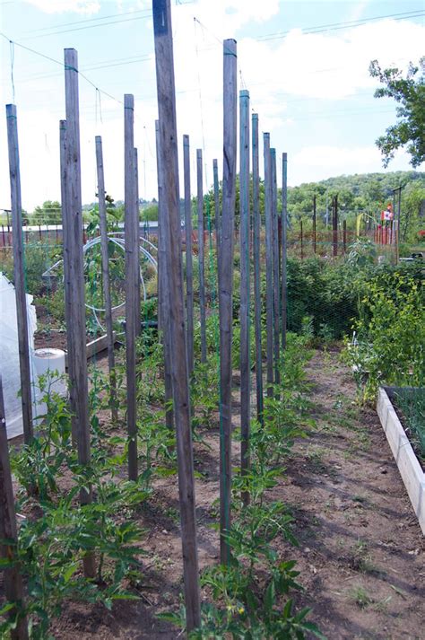 How To String Trellis AKA String Train Tomatoes Tomato Garden