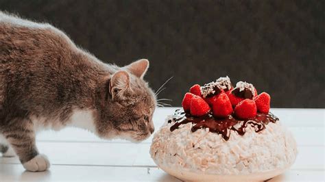 8 Foods You Should Never Feed Your Cat Mui Kitchen