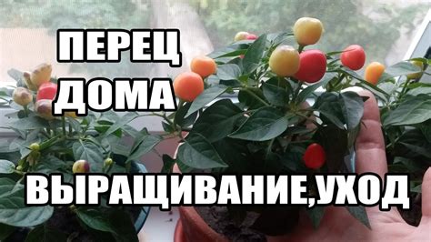 Выращивание домашнего перца в горшке.Уход за перцем.Как сделать перец ...