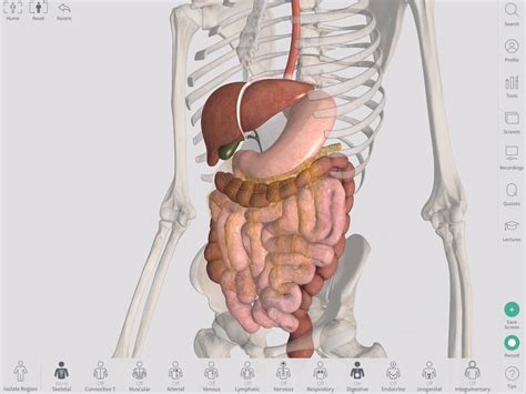 Digestive System Anatomy Model Labeled