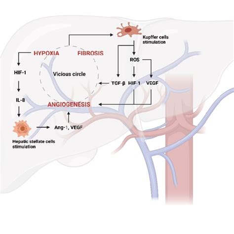 Vicious Circle Generated From Hypoxia Fibrosis And Angiogenesis In