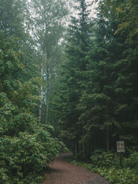 Tree Trunk, Country Roads, Forest, River, Mountains, Photo And Video ...